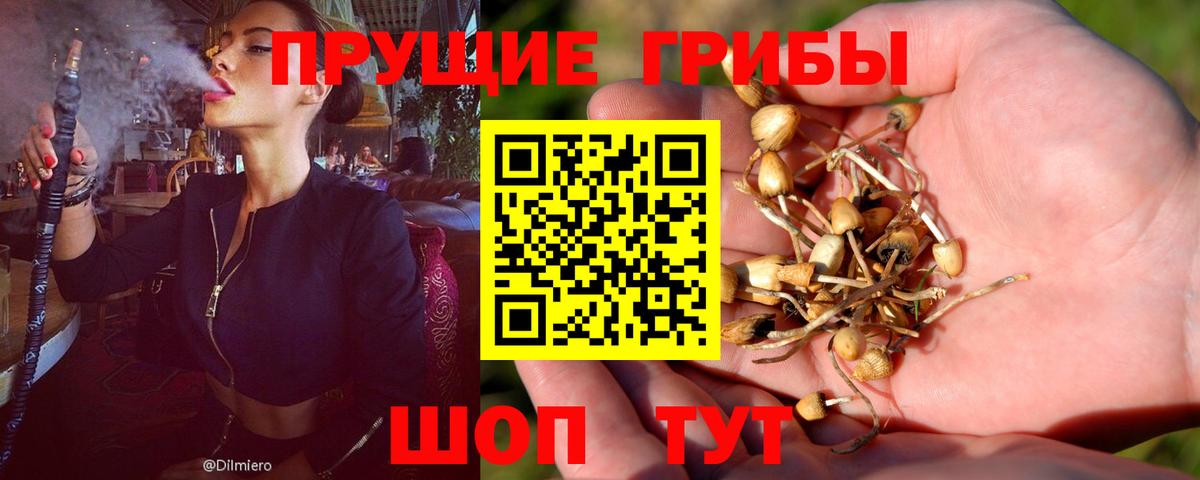 Псилоцибиновые грибы Psilocybine cubensis  Галлюциногенные грибы мицелий  Вход с VPN  Зеленокумск 